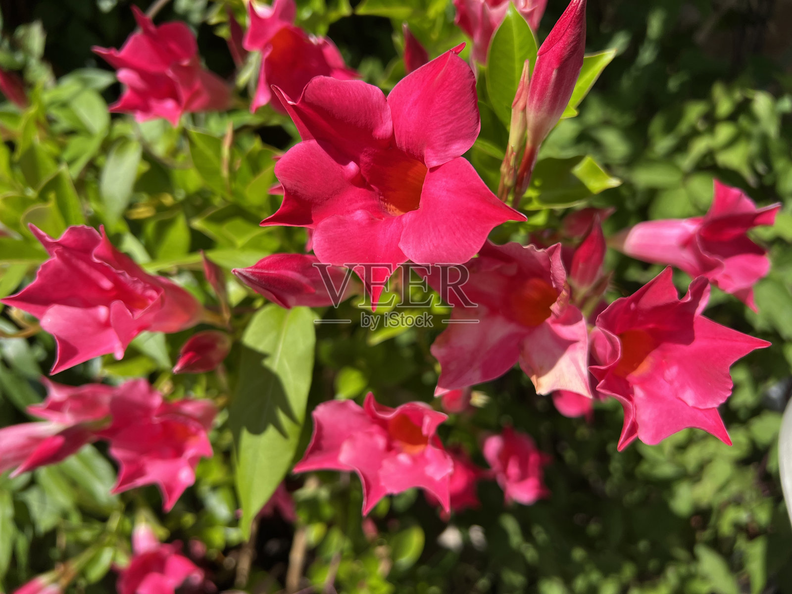 迪普拉登尼亚,桑德里,桑达维尔照片摄影图片