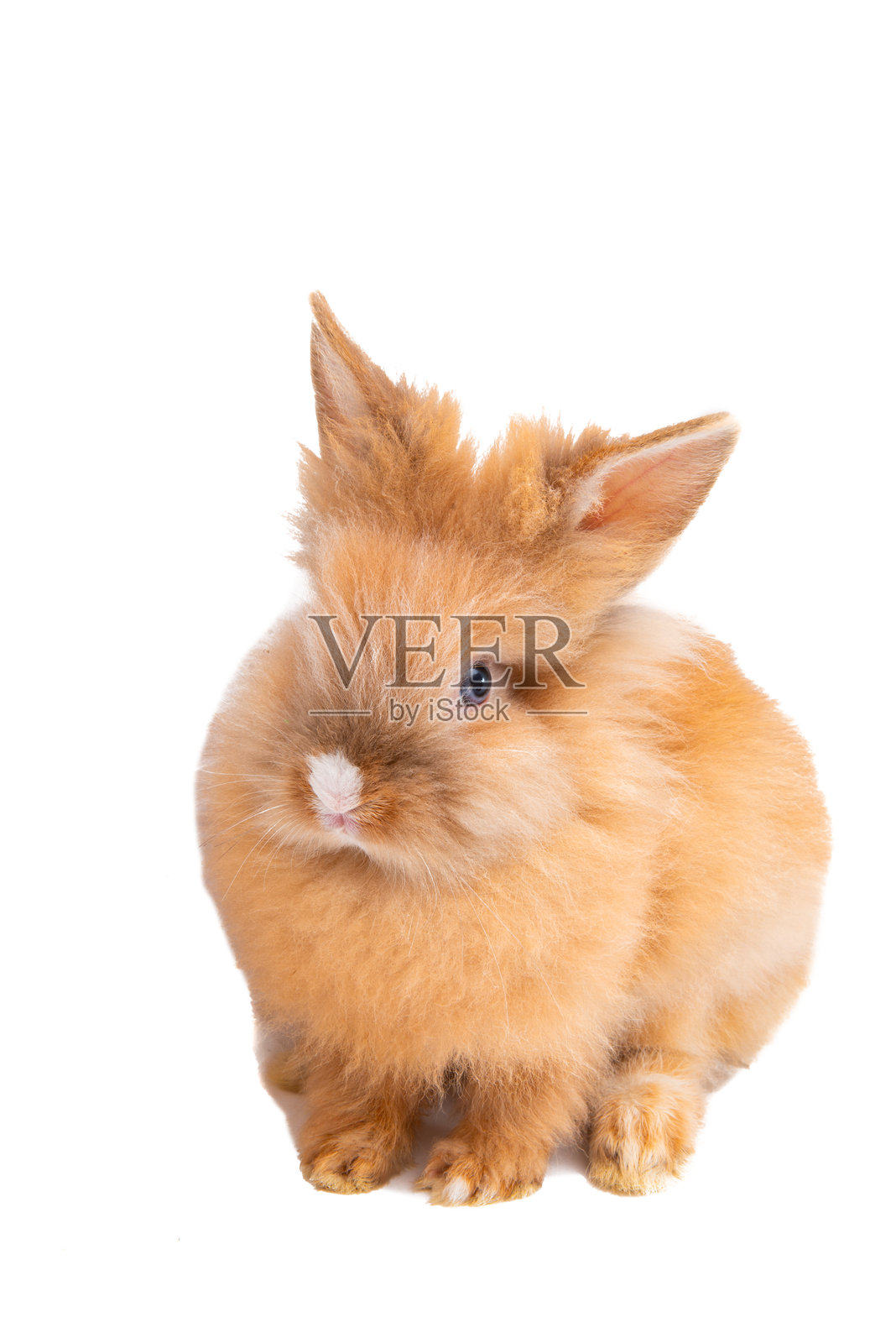 复活节活兔子孤立在白色背景上照片摄影图片