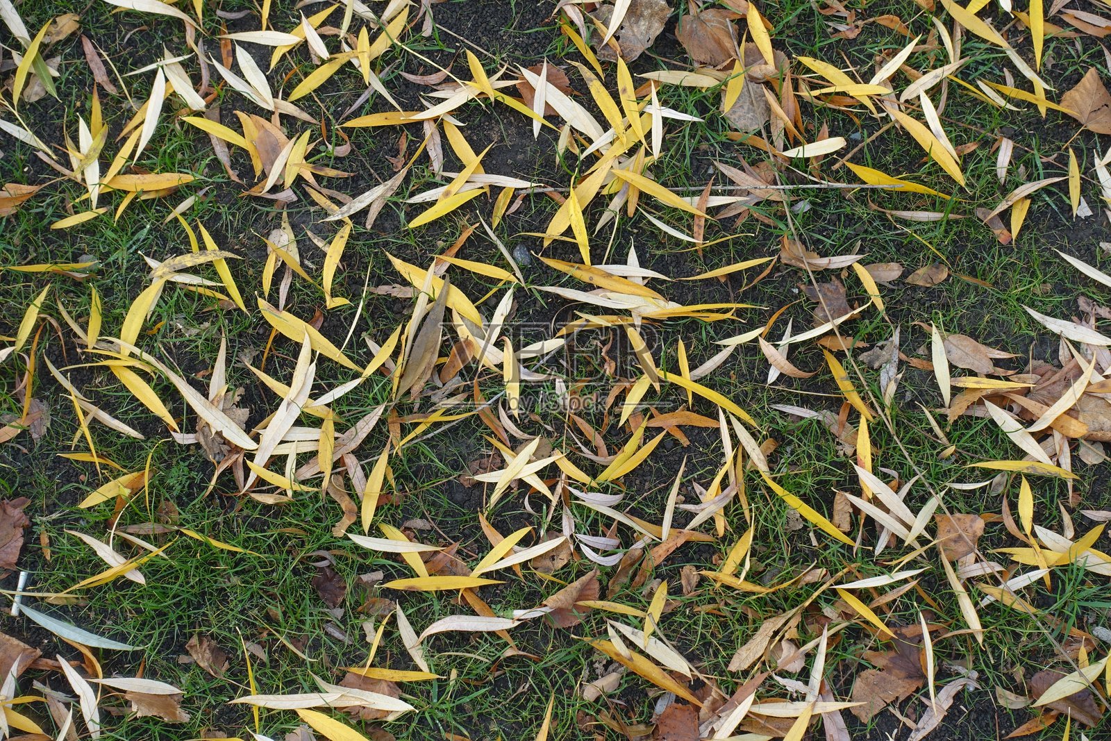 十一月地面上的黄色垂柳落叶照片摄影图片