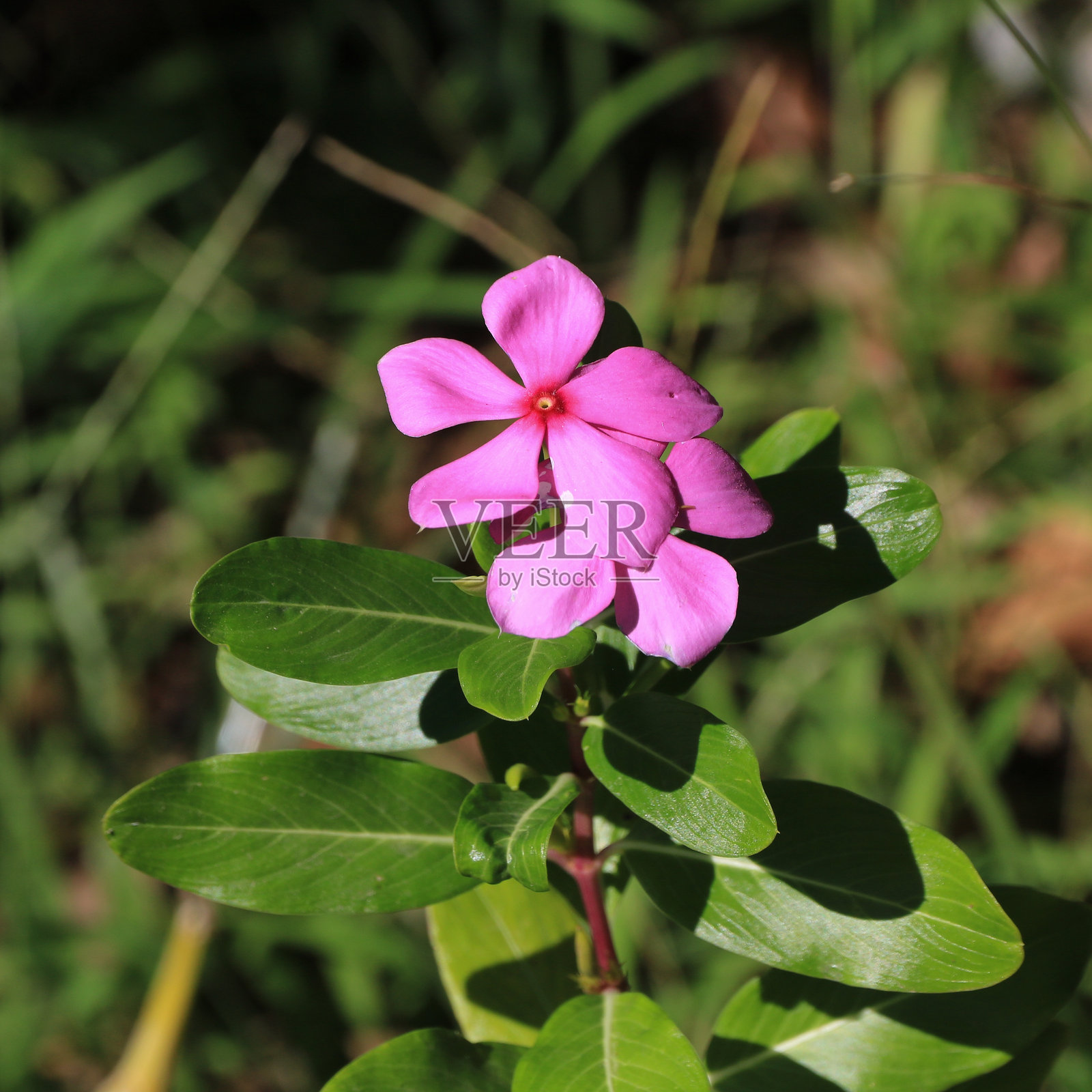 长春花,粉色花朵和药用植物,在泰国生长。照片摄影图片