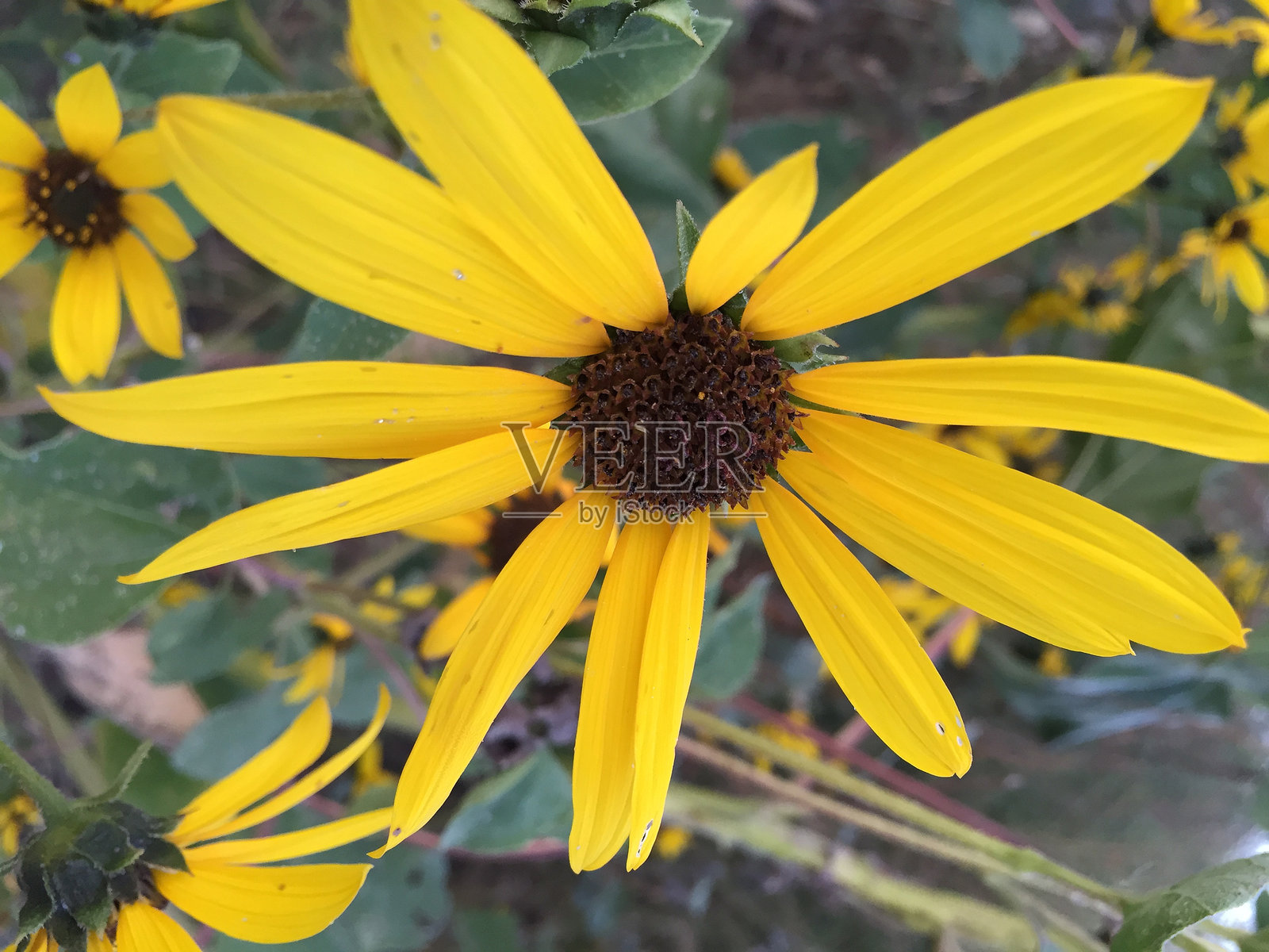 野生向日葵照片摄影图片
