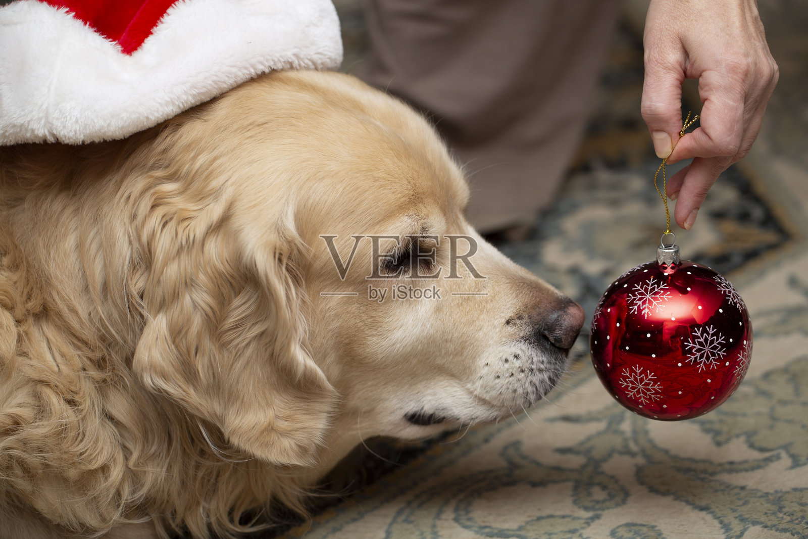 金毛寻回犬在圣诞树旁。圣诞节和新年。照片摄影图片
