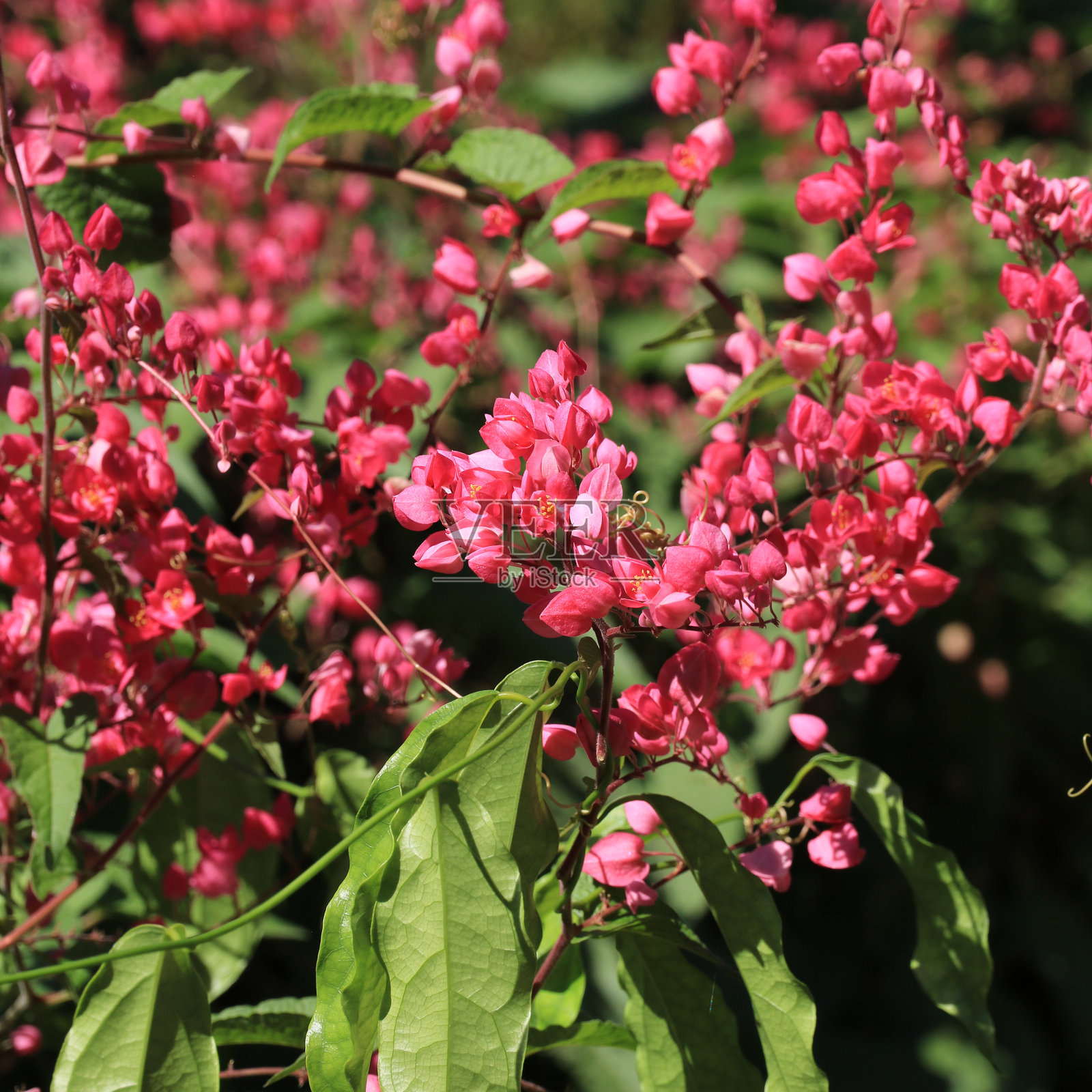 泰国生长的粉色花朵——抗风藤(Antigonon leptopus)。照片摄影图片