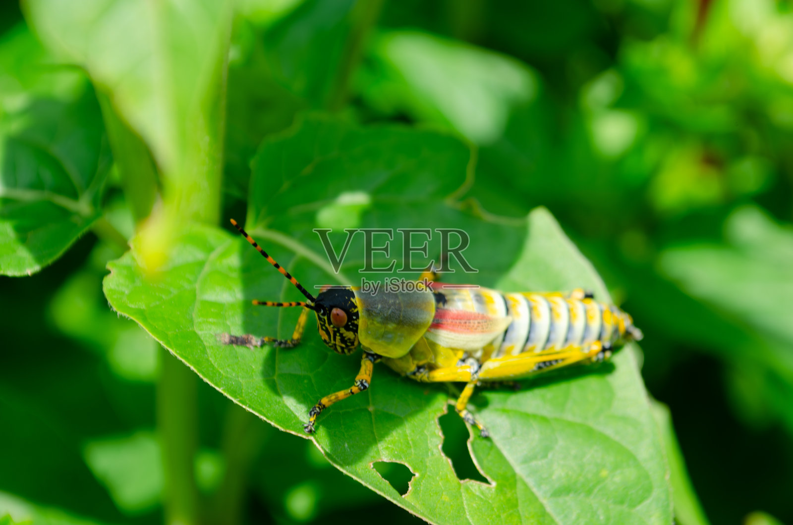 蚱蜢照片摄影图片