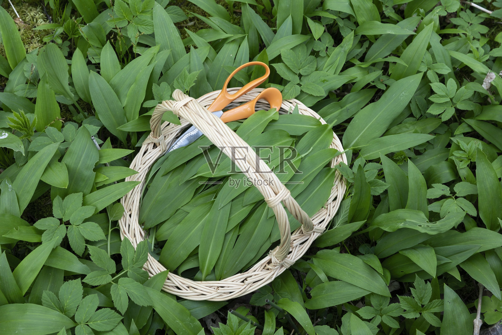 在森林中采集赎金(野蒜)照片摄影图片