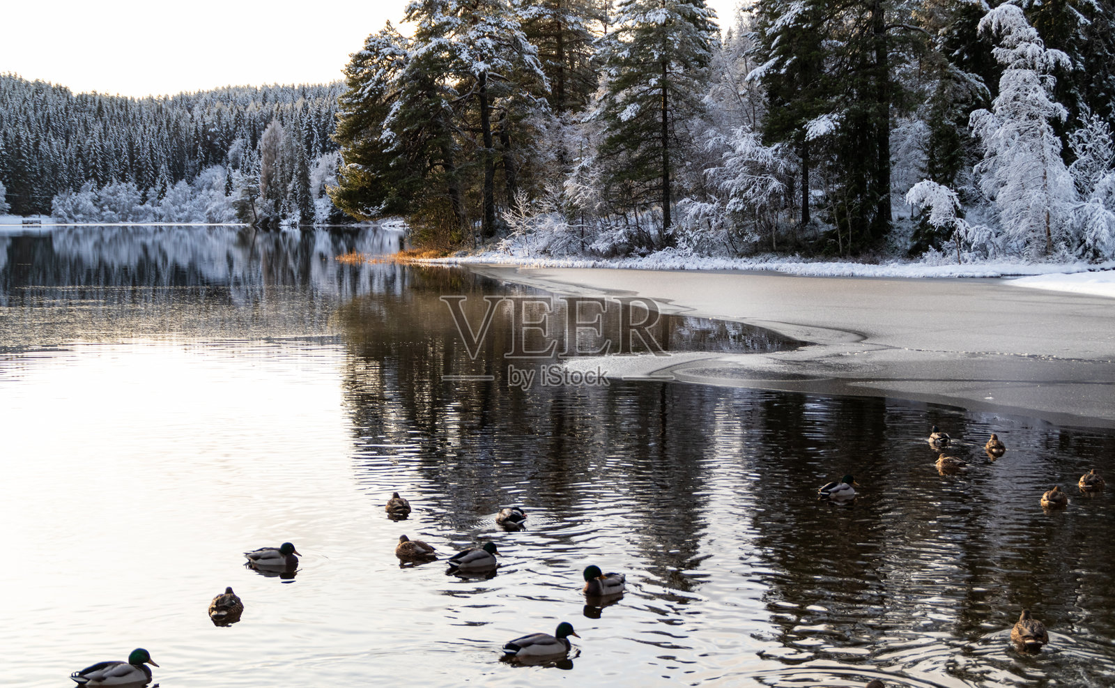 山间湖泊与鸭子照片摄影图片