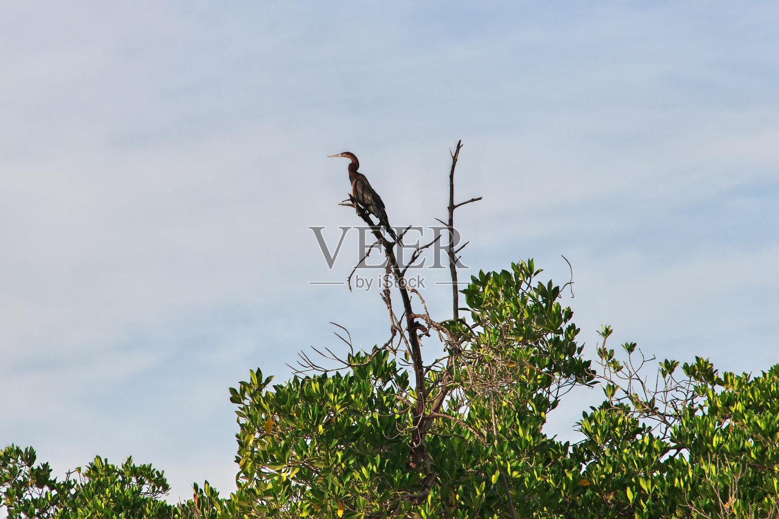 塞内加尔图巴库塔村附近的红树林丛林中的鸟类照片摄影图片