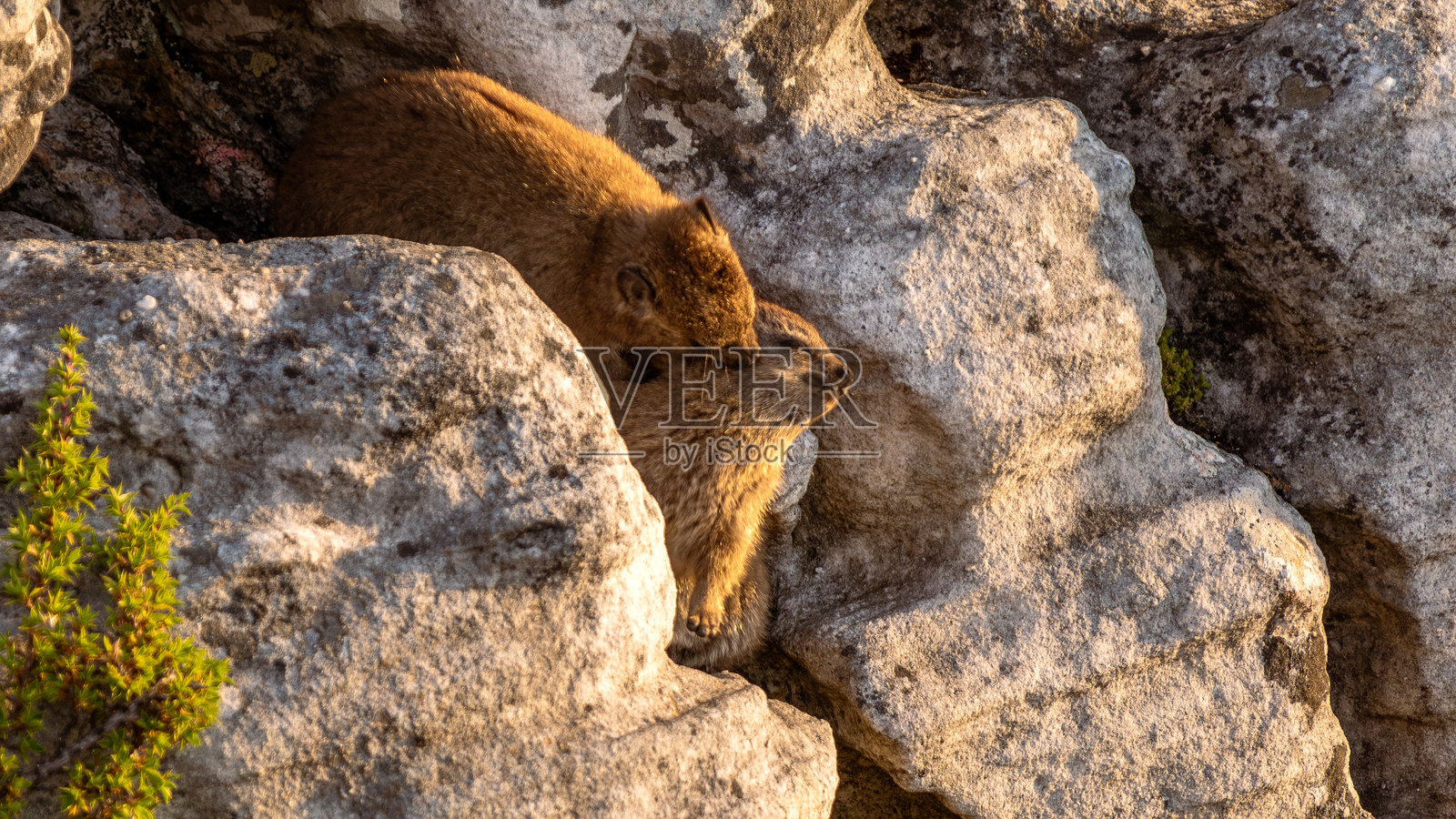 可爱的岩石豚鼠(Dussy)(Klippschliefer)在南非桌山上的岩石上。照片摄影图片