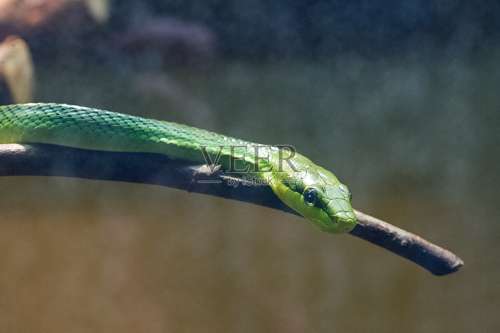 红尾绿蛇盘绕在树枝上照片摄影图片