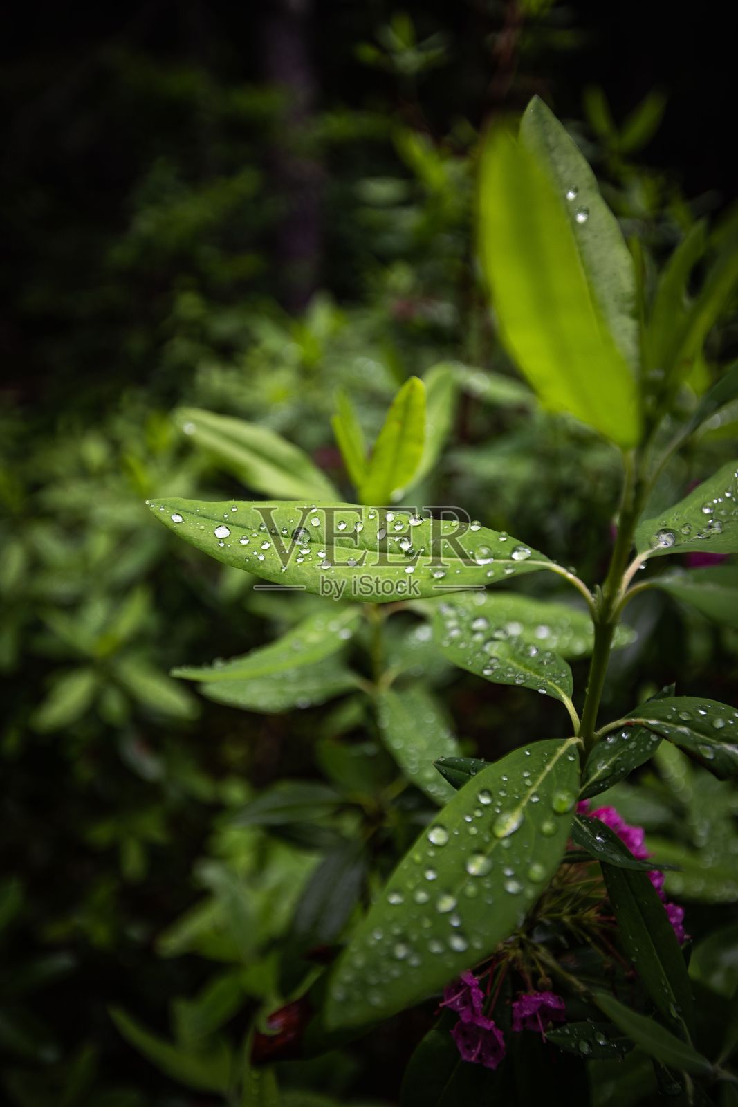 绿叶特写,水滴点缀,背景为模糊的自然景色。照片摄影图片