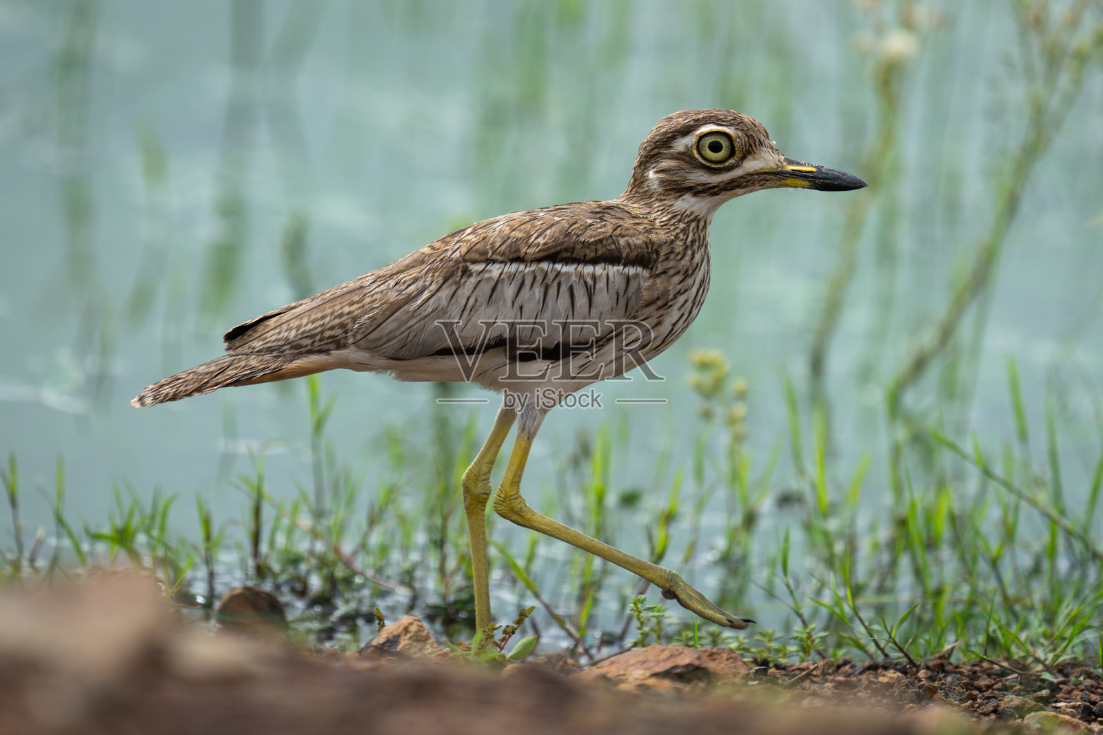 水厚膝鸟在河岸上行走时抬起脚照片摄影图片