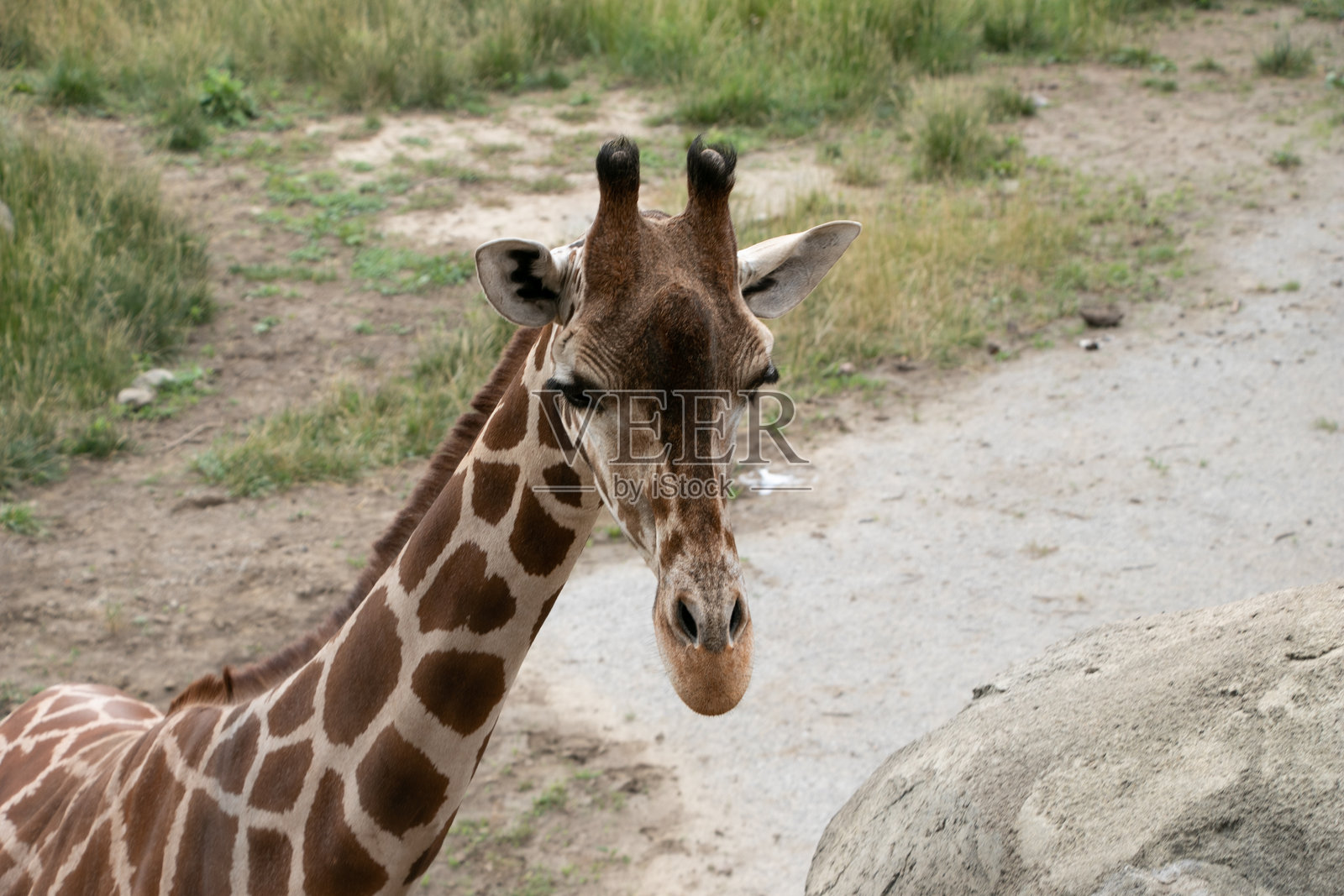 亨利·多利动物园照片摄影图片