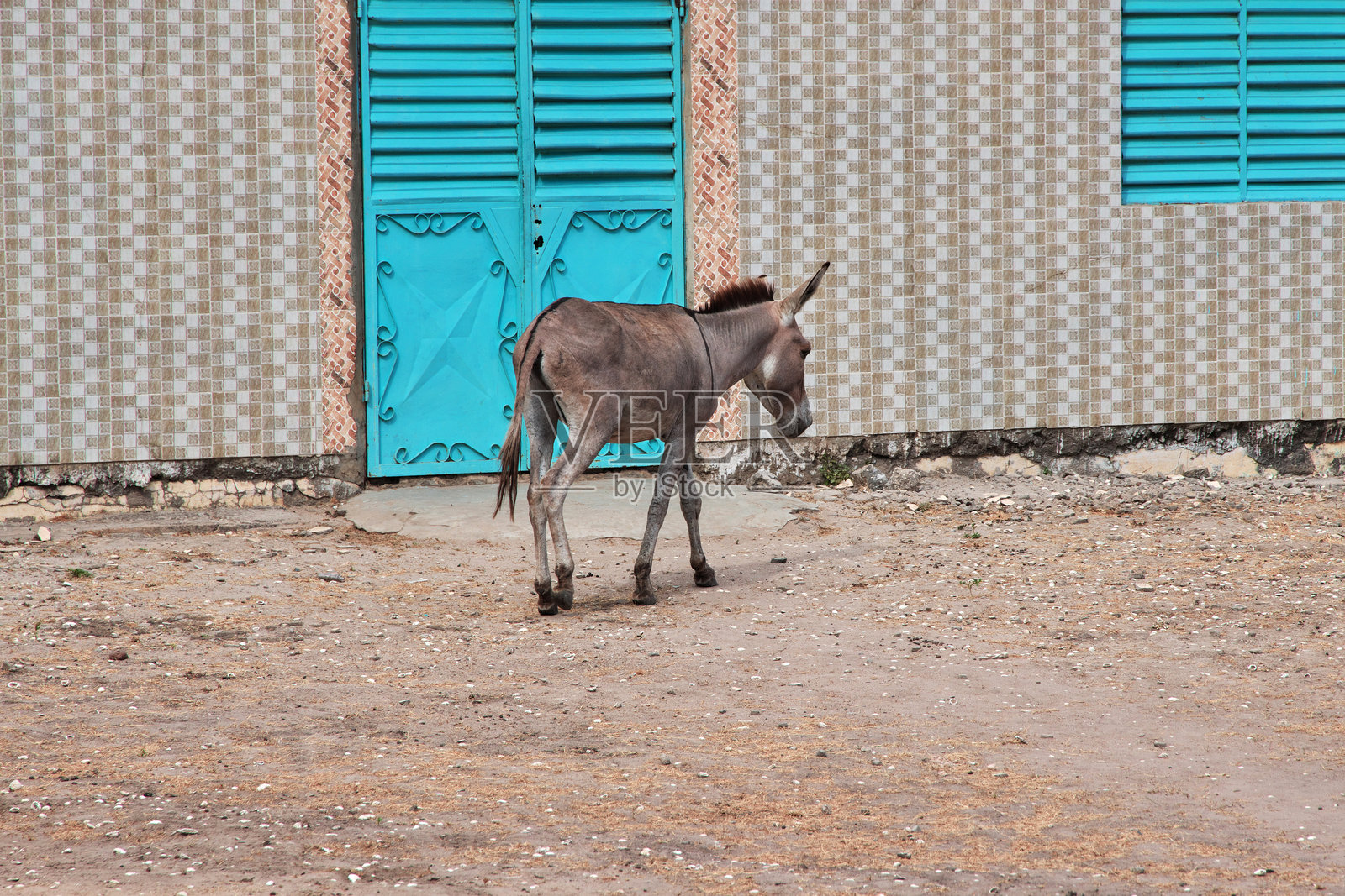 塞内加尔西非图巴库塔村的驴子照片摄影图片