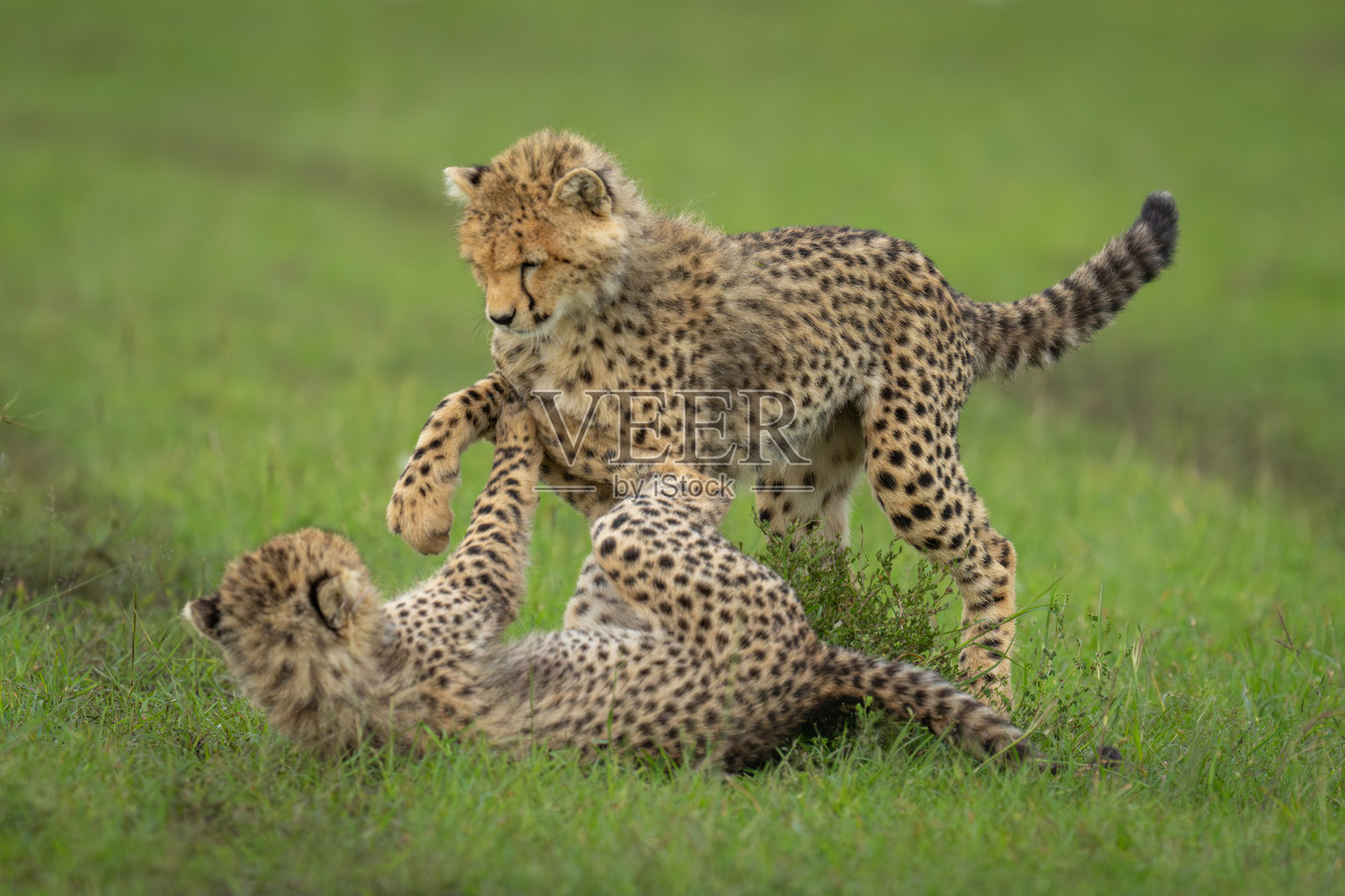两只猎豹幼崽在草原上嬉戏打闹照片摄影图片
