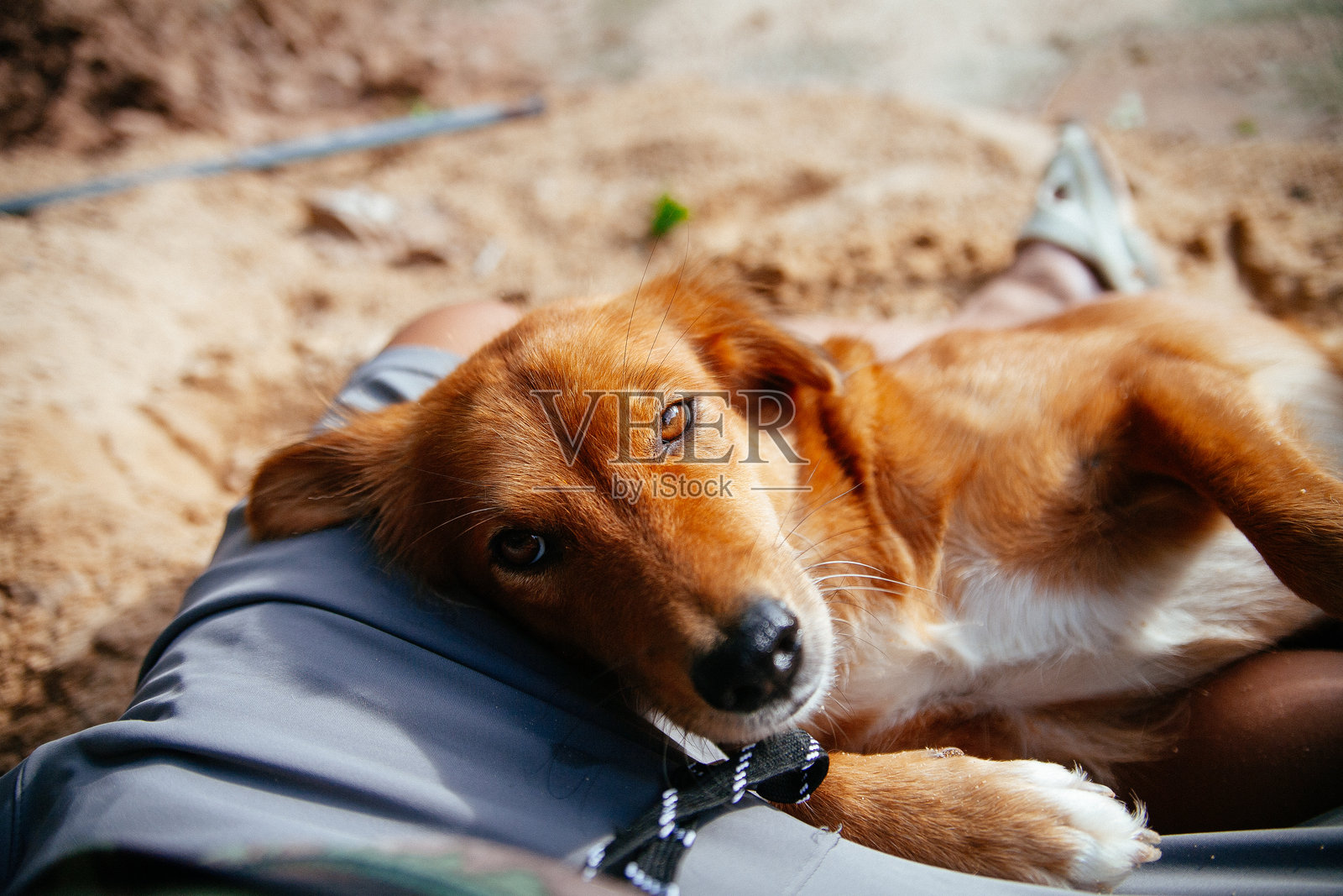 可爱的棕色狗狗照片摄影图片