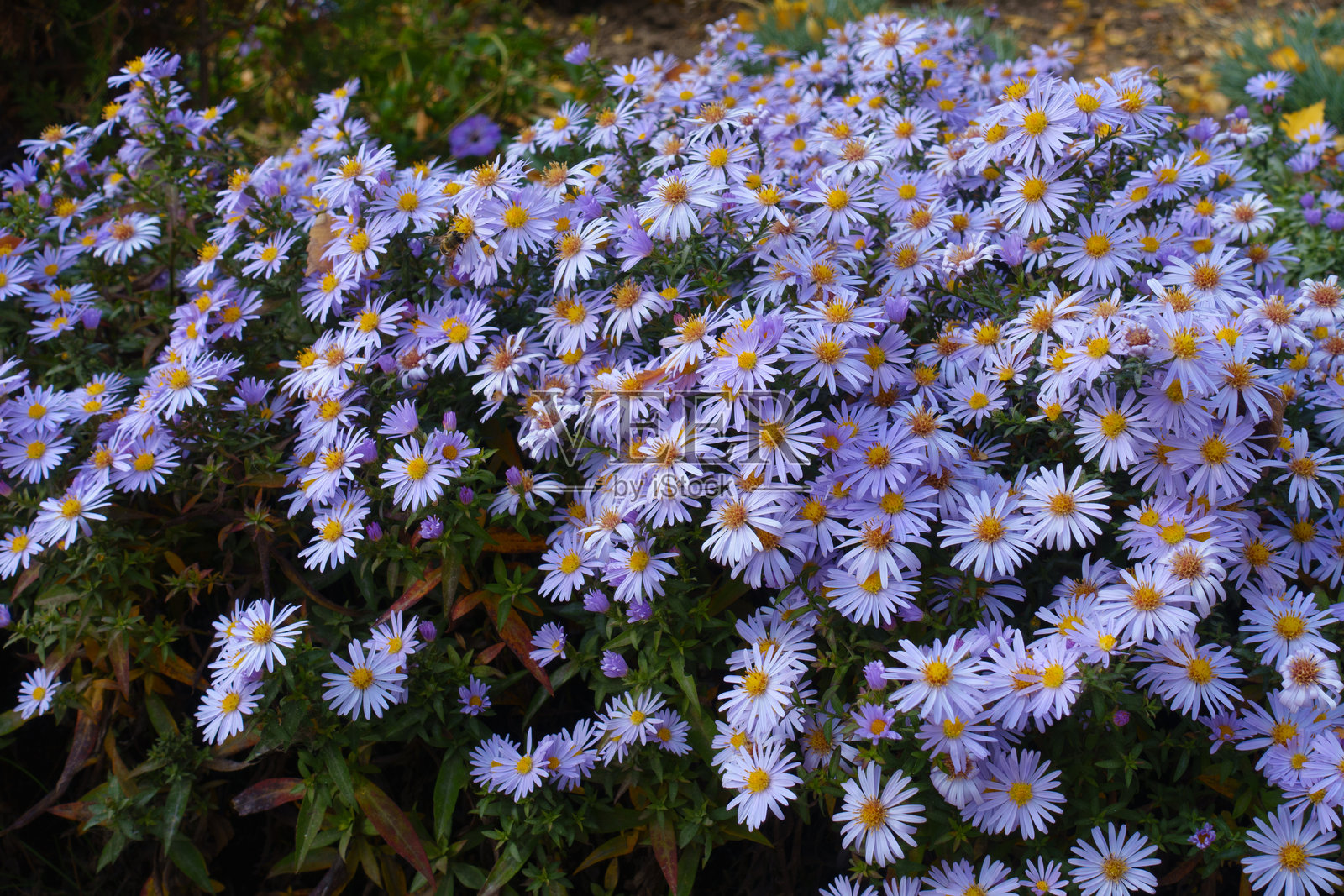 十月中旬的无数紫色花朵——米开朗基罗菊花照片摄影图片
