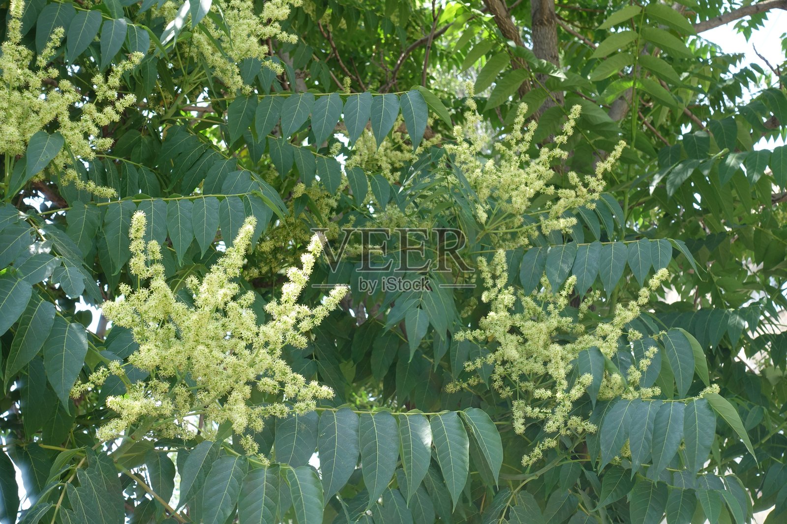 六月的臭椿叶丛中的花簇照片摄影图片