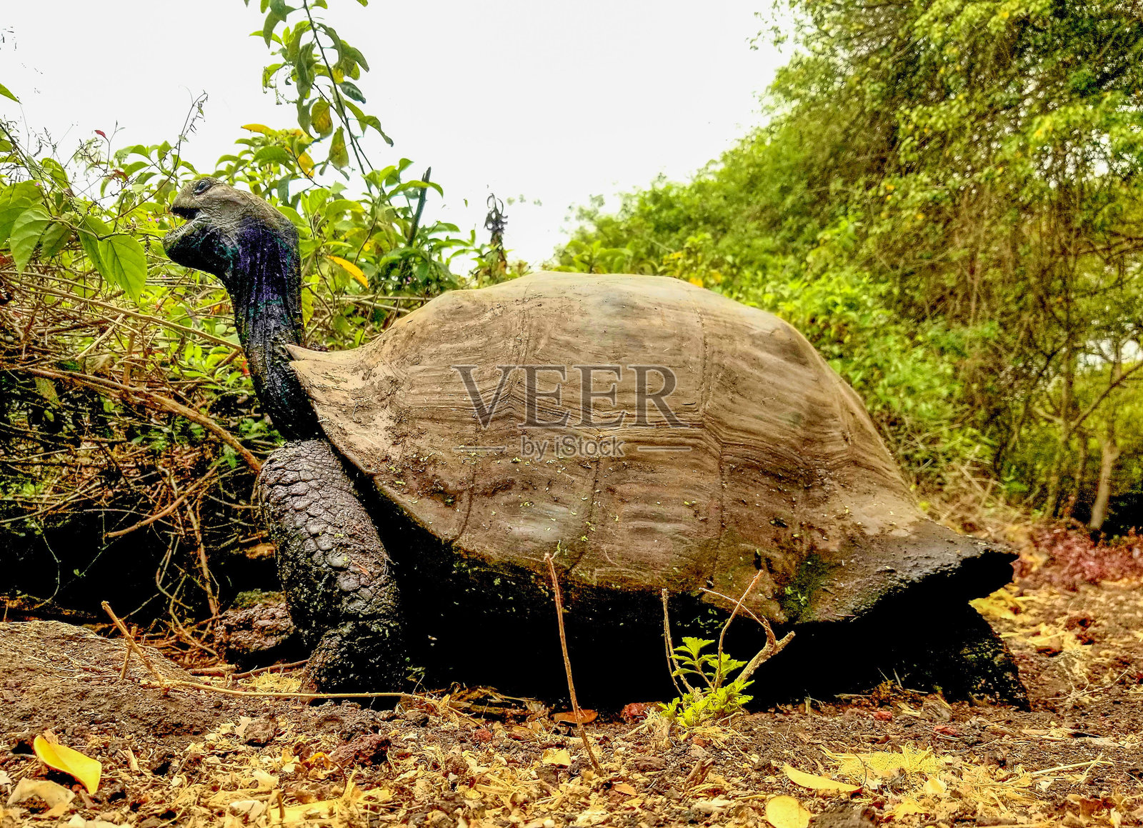 加拉帕戈斯海龟在其自然栖息地中,周围环绕着郁郁葱葱的绿植,展示着它那巨大的龟壳。照片摄影图片