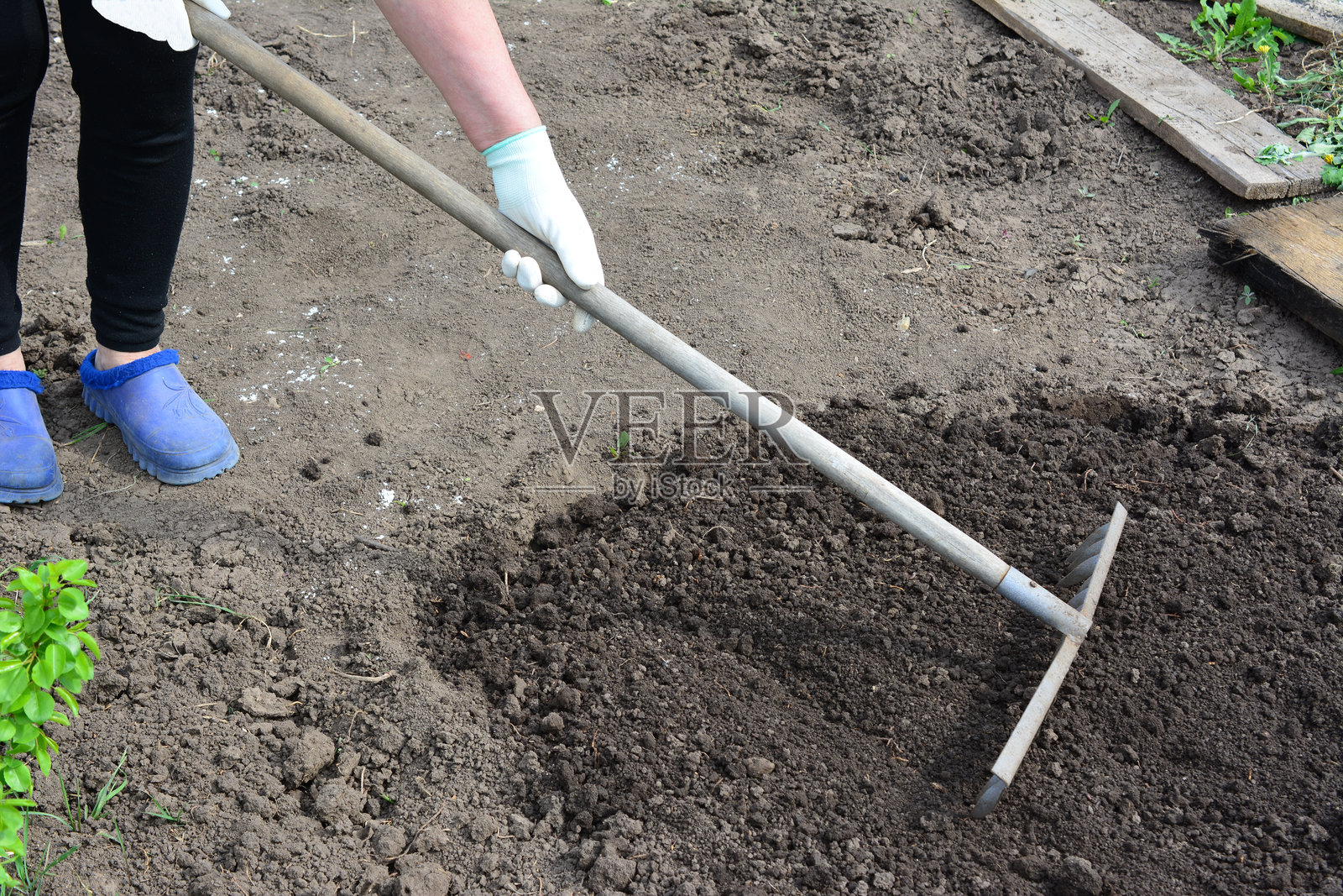 一位戴着白手套的女性正在花园里用耙子工作照片摄影图片