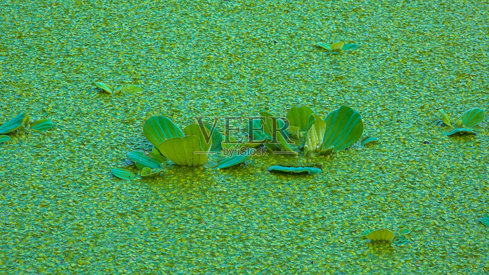 漂浮在静水池塘中的水生植物浮萍(Pistia stratiotes)、浮萍和小浮萍照片摄影图片