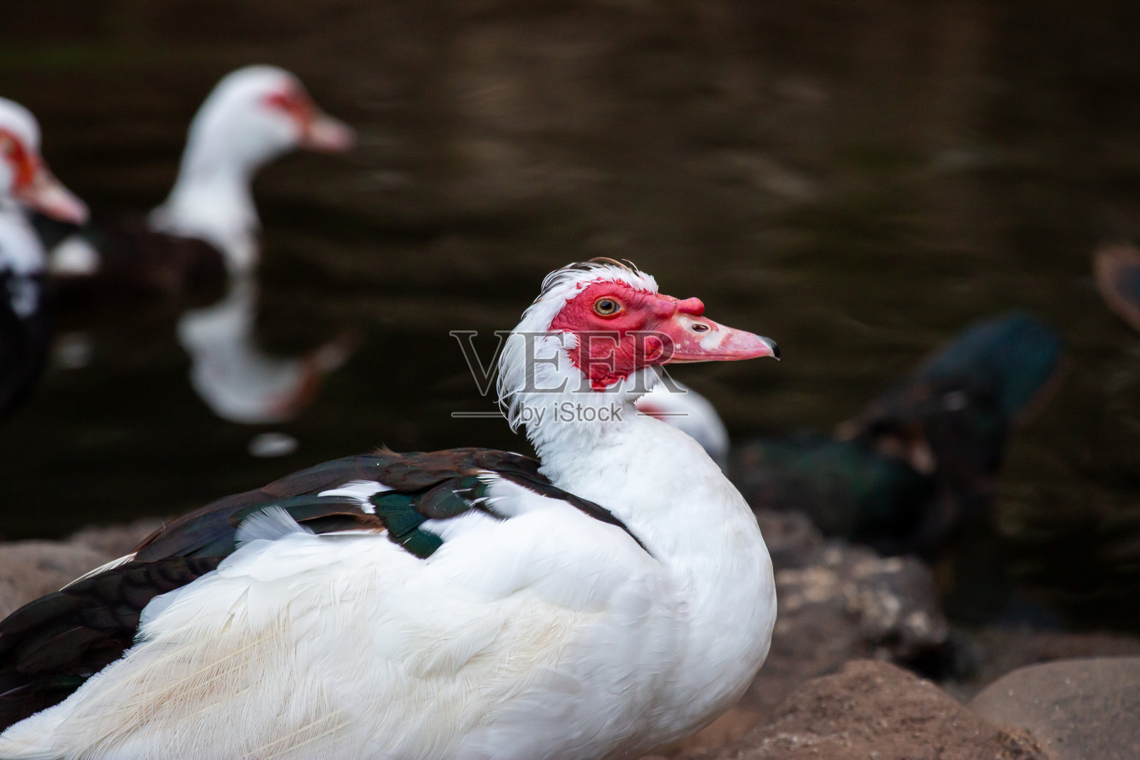鸭子照片摄影图片