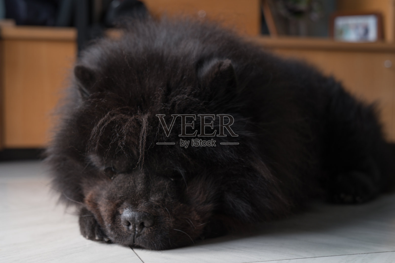 黑色松狮犬正在睡觉照片摄影图片