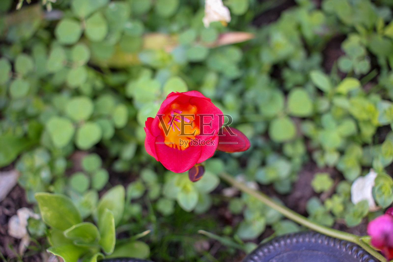 花园里的红花照片摄影图片