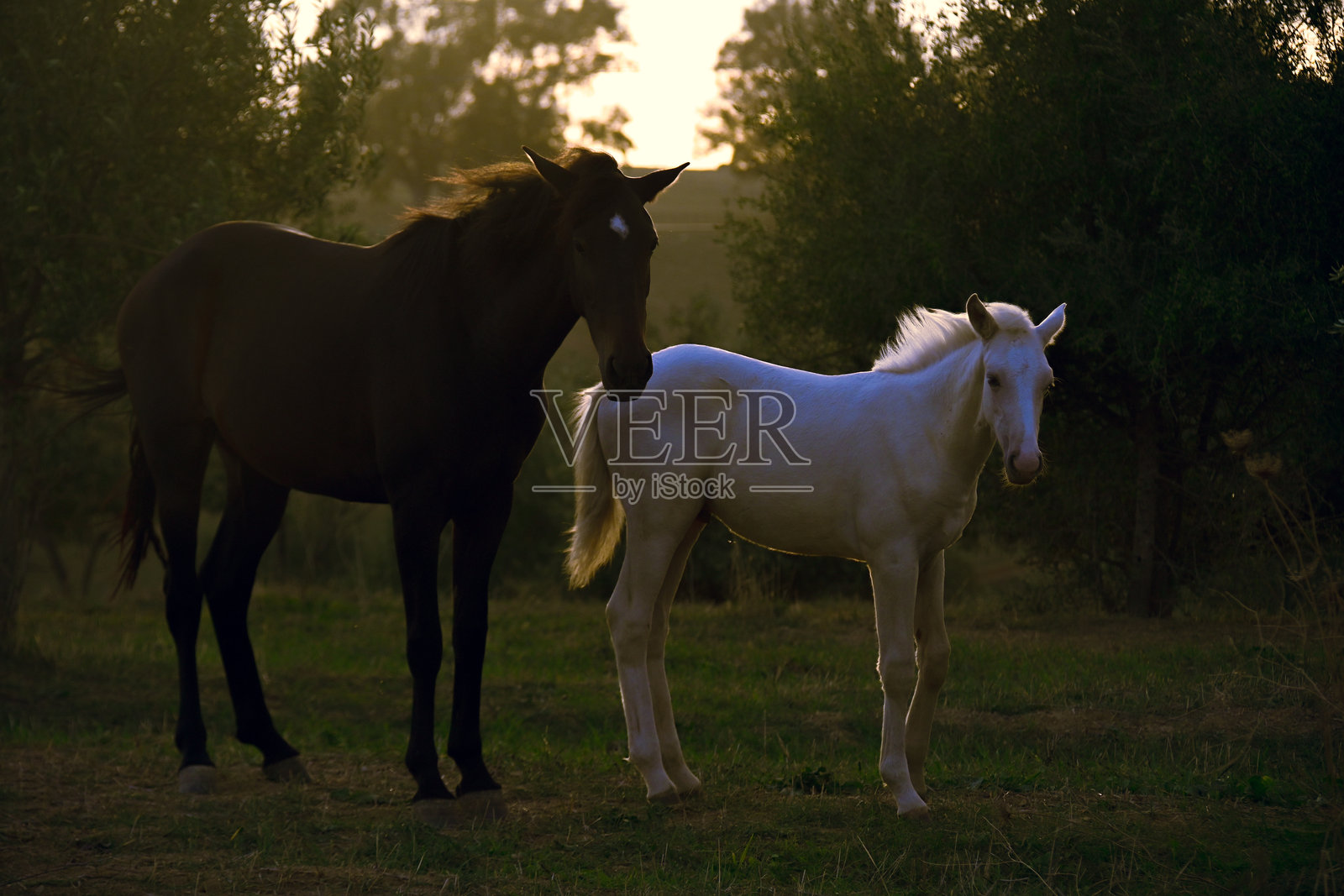 一匹母马和她的儿子照片摄影图片