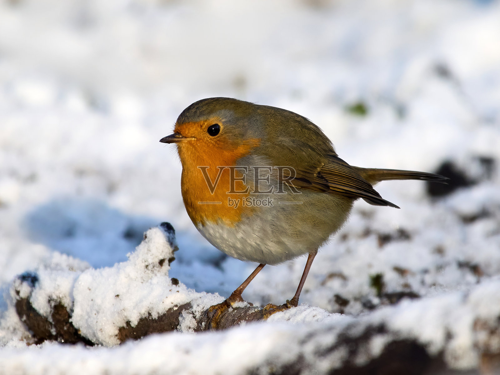 欧洲知更鸟 (Erithacus rubecula)照片摄影图片
