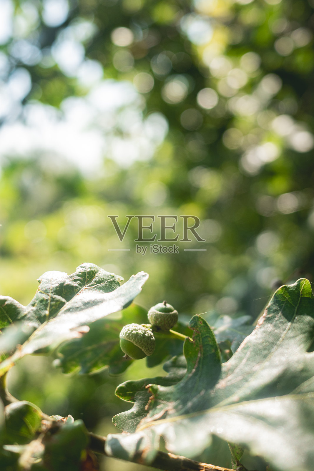 绿色橡树果的特写照片摄影图片