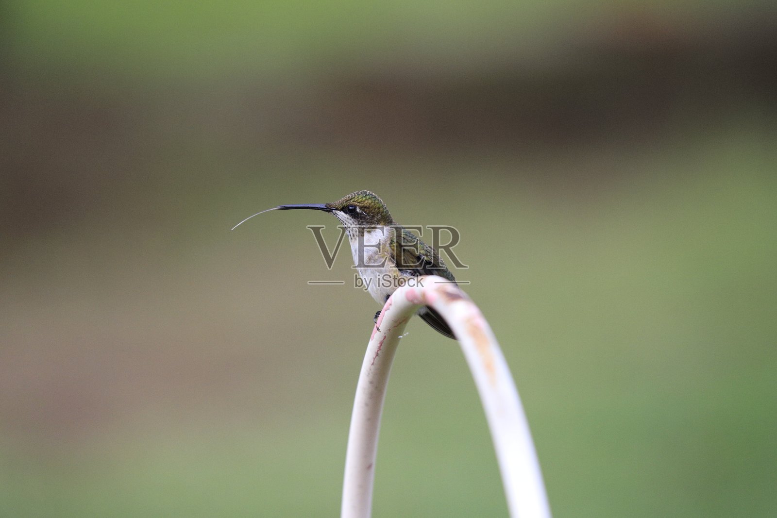 蜂鸟照片摄影图片