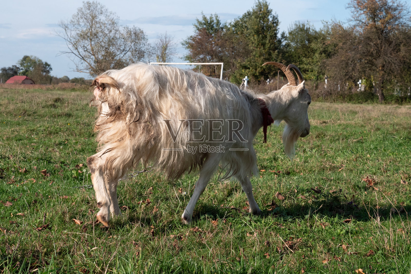 山羊在草地上吃草。农业。山羊的护理。照片摄影图片