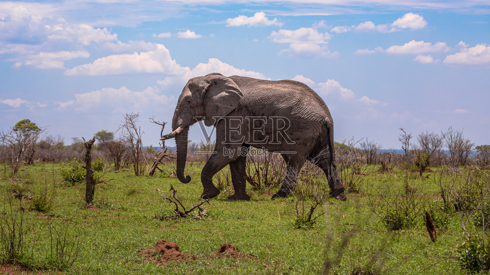 在南非克鲁格国家公园行走的非洲象照片摄影图片