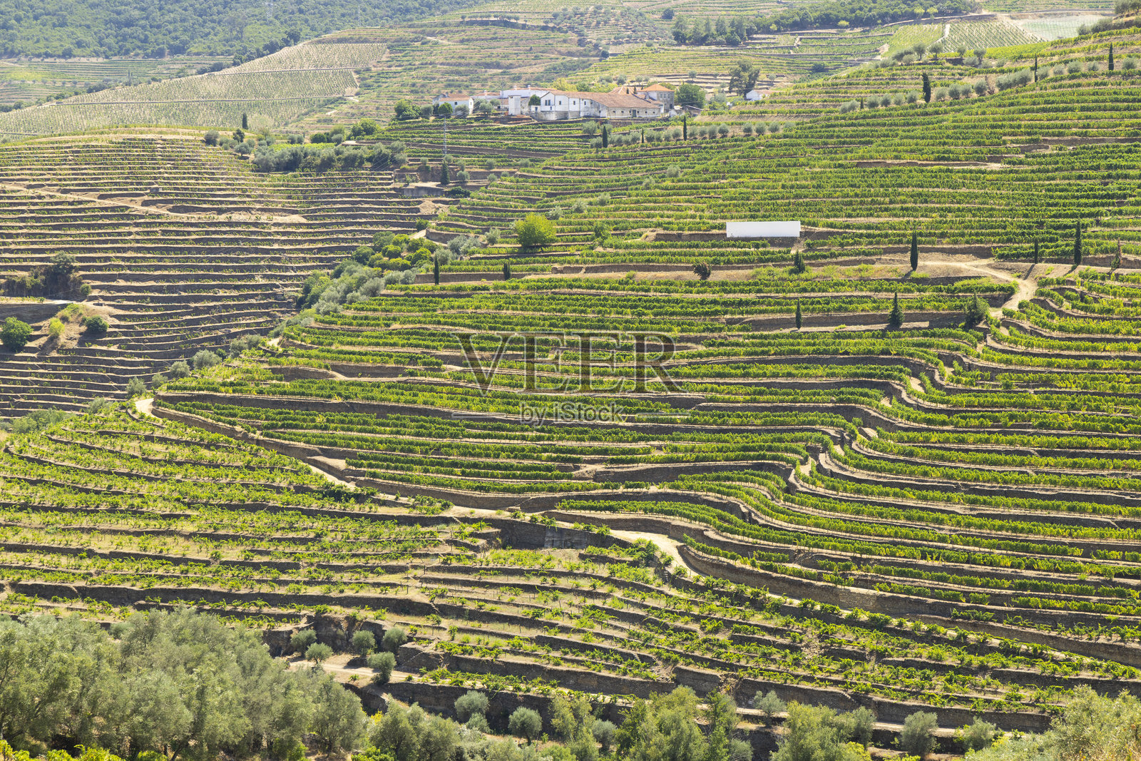 葡萄牙阿尔图杜罗地区皮尼昂附近的典型葡萄园照片摄影图片