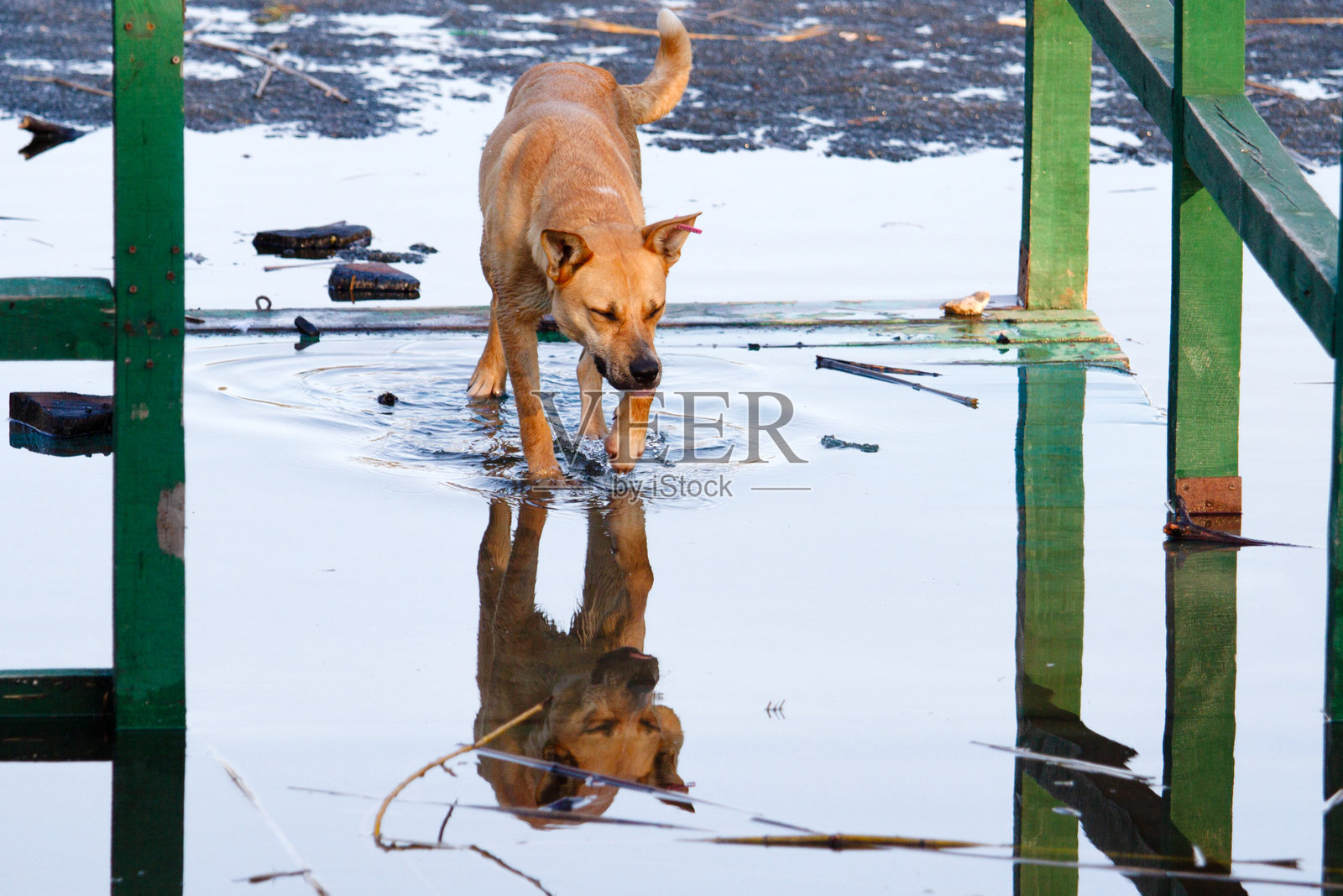 狗从被淹没的区域逃出照片摄影图片