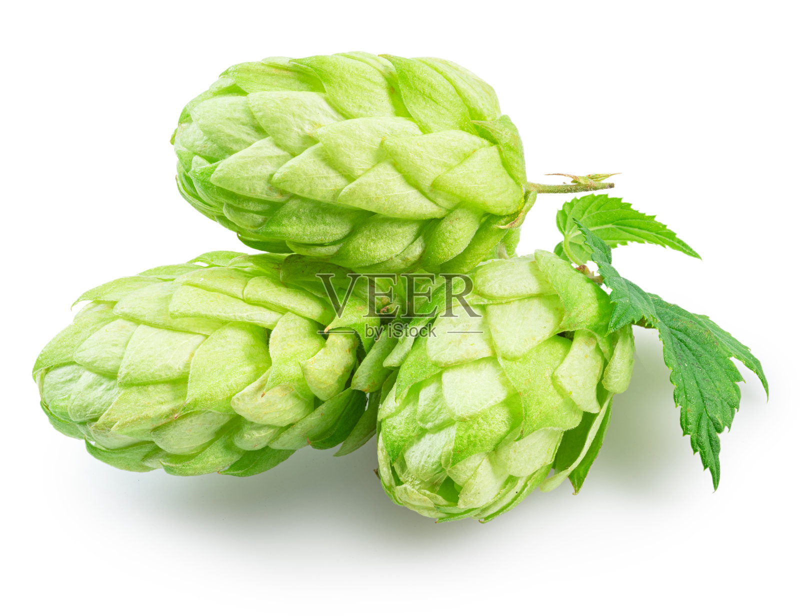新鲜的绿色啤酒花或啤酒花锥花与叶子在白色背景上。文件包含剪切路径。照片摄影图片
