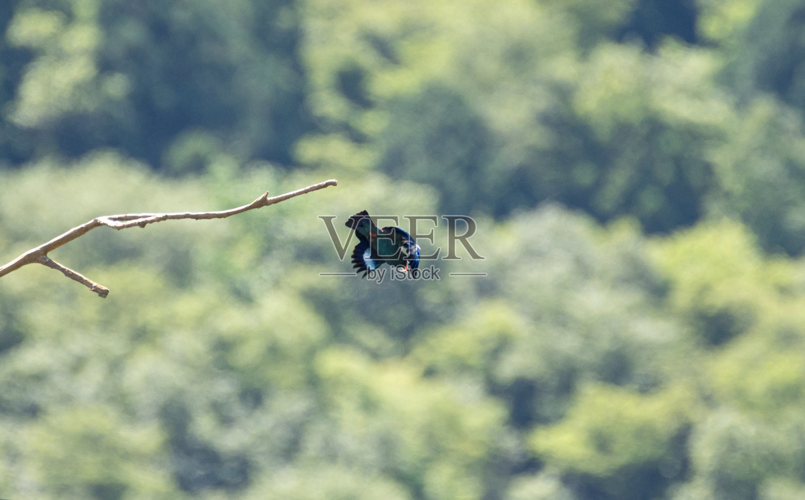 一只美丽的野鸟在森林中飞翔:普通滚地鸦照片摄影图片