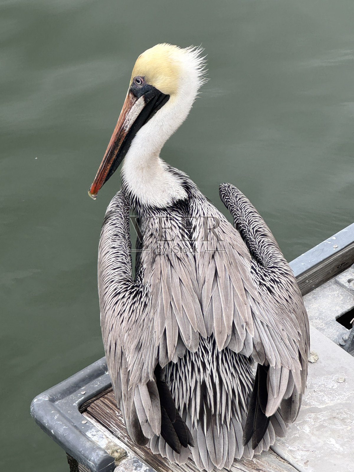 佛罗里达州萨拉索塔码头上的棕色鹈鹕照片摄影图片