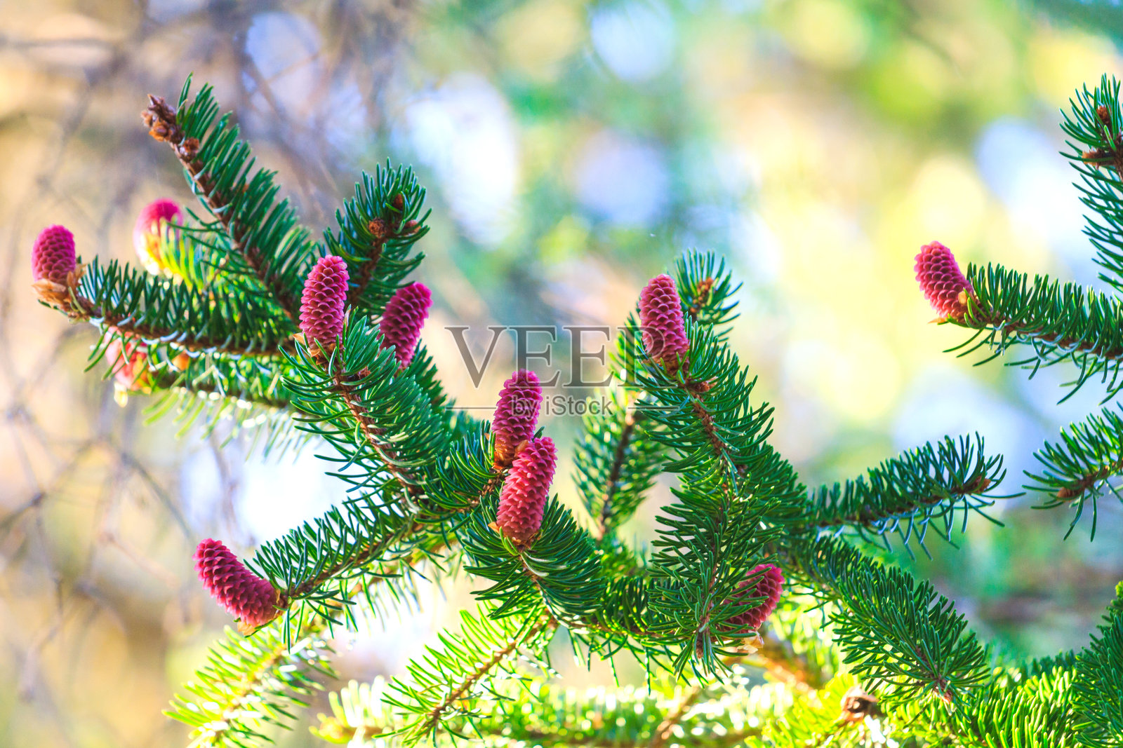 年轻的粉色松果挂在圣诞树上照片摄影图片