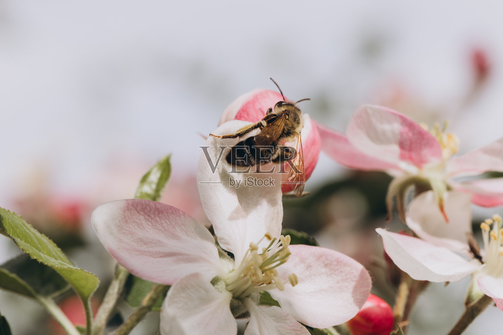 蜜蜂在春天为美丽的粉色苹果花授粉照片摄影图片