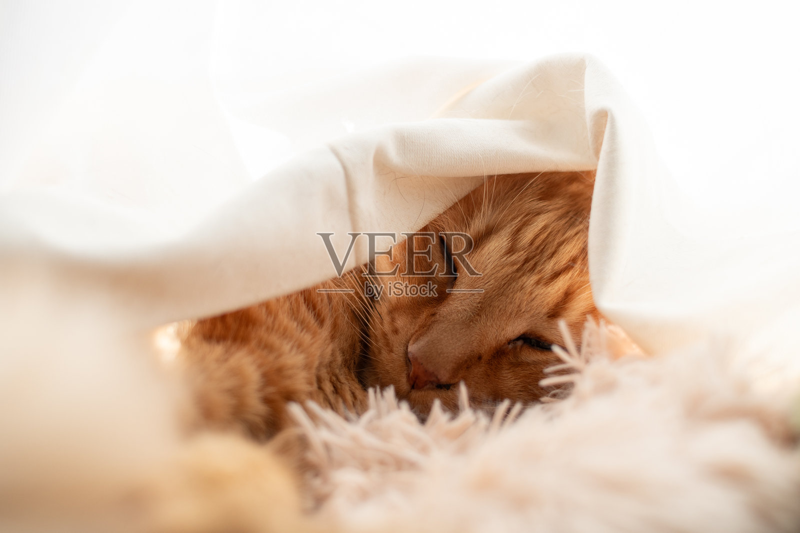 可爱的猫咪在窗帘里睡觉照片摄影图片