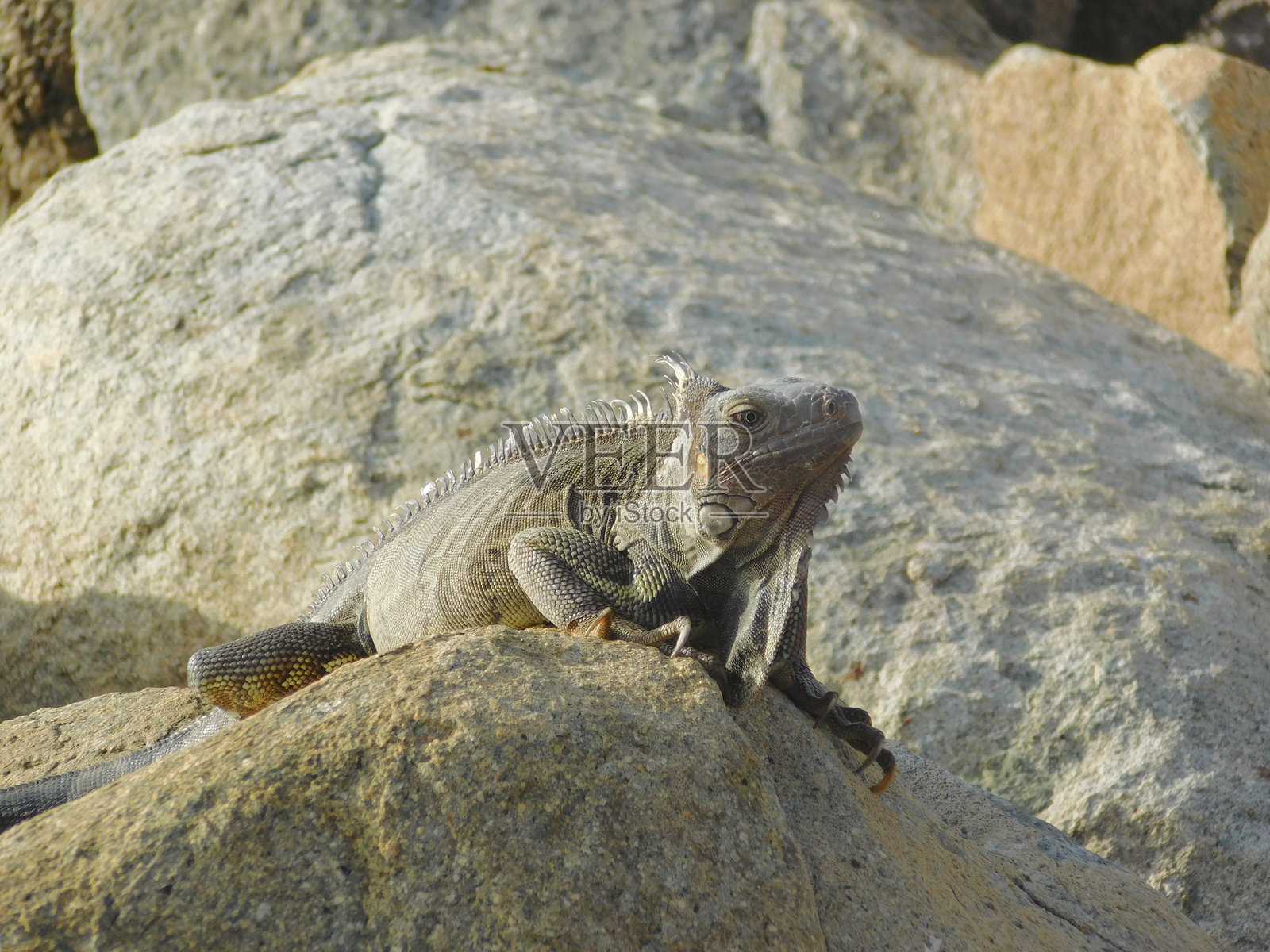蜥蜴 4照片摄影图片