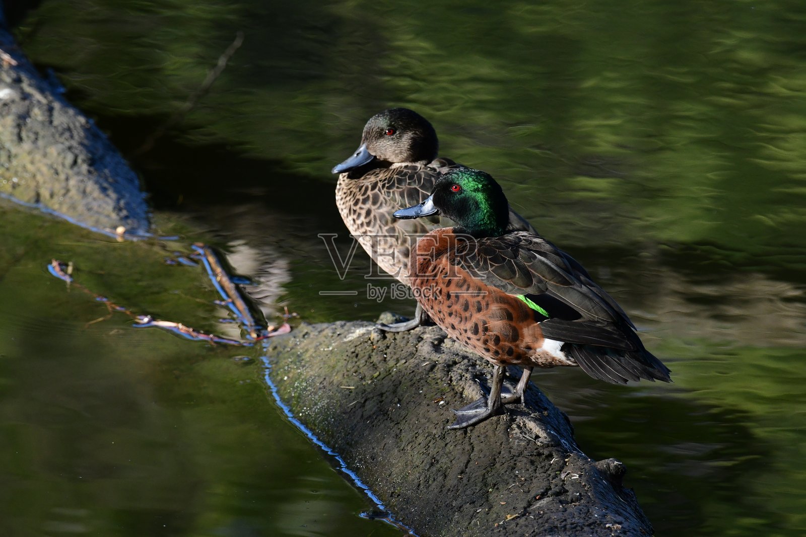 栗嘴鸭照片摄影图片