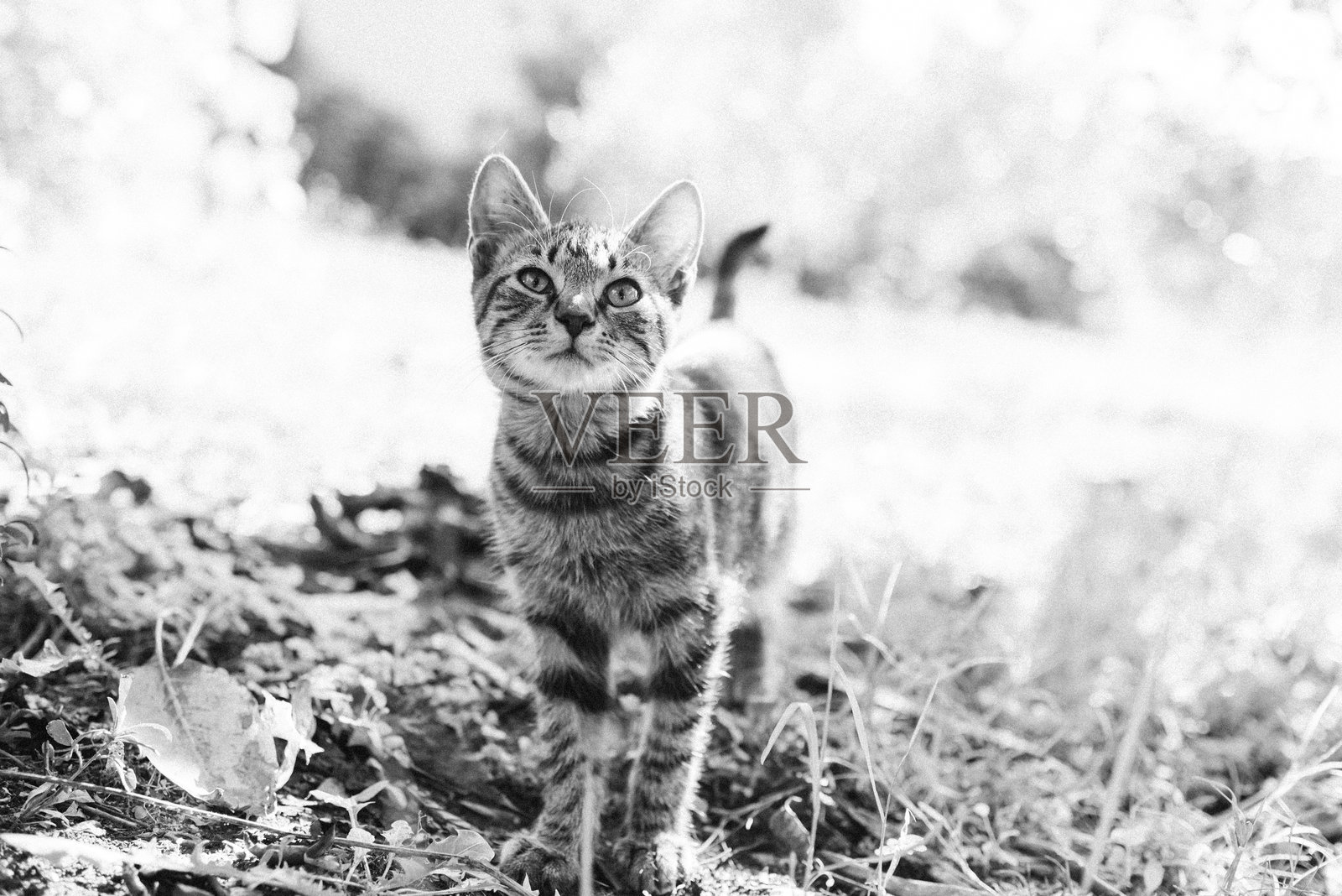 家猫在花园里玩耍时正看着镜头照片摄影图片