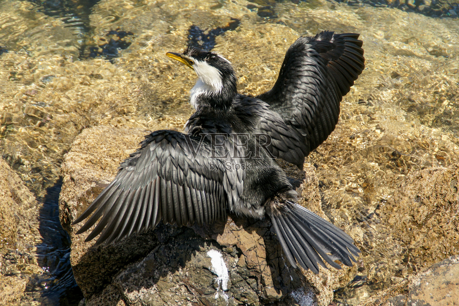晾干羽毛照片摄影图片