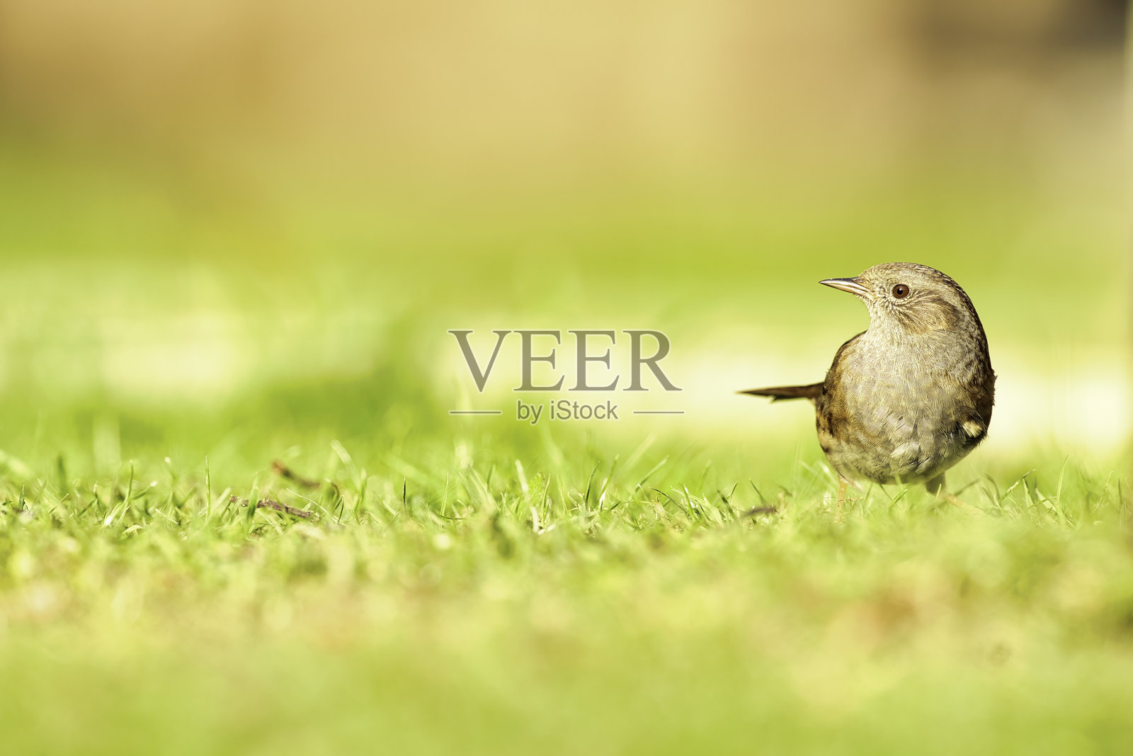 草坪上觅食的杜鹃鸟照片摄影图片