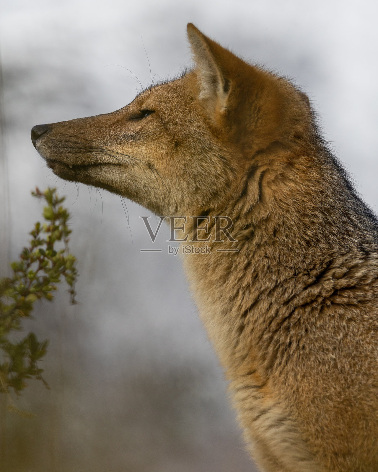 在智利托雷斯德尔潘恩国家公园的库尔佩奥狐狸照片摄影图片