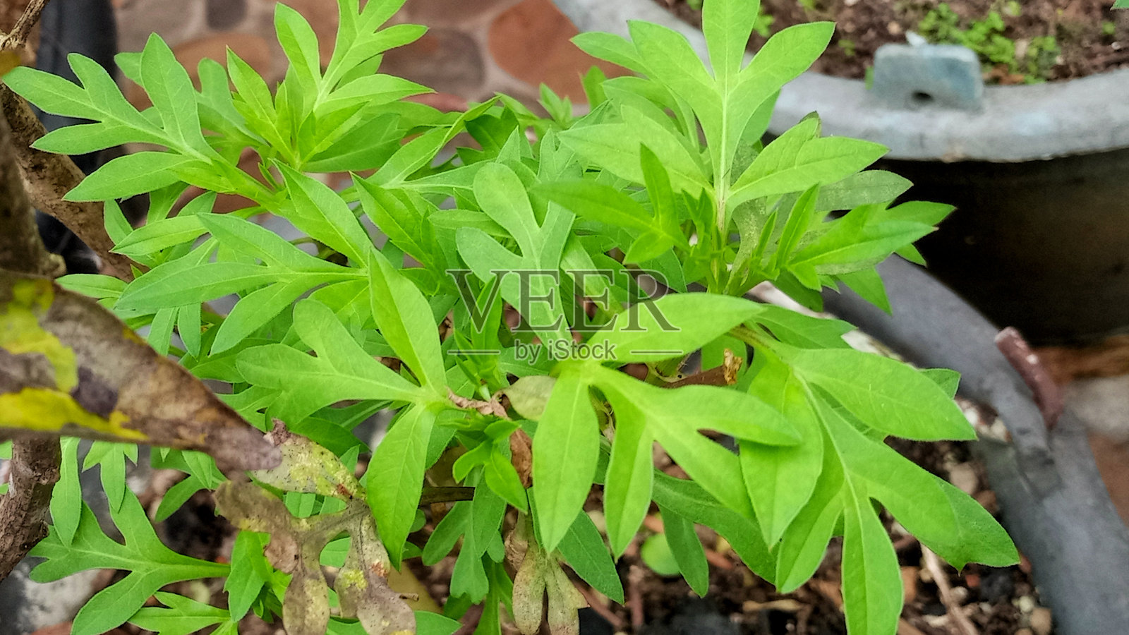 盆栽肯尼基尔植物照片摄影图片