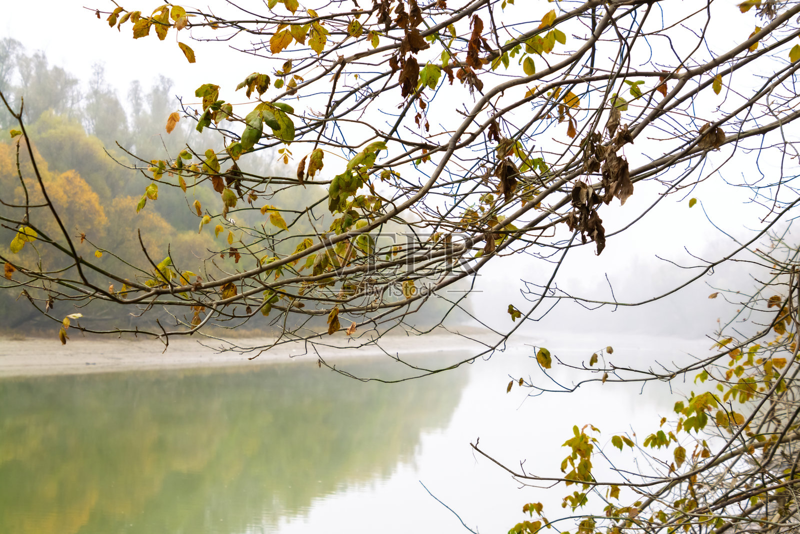 杰门茨的洪泛平原森林照片摄影图片