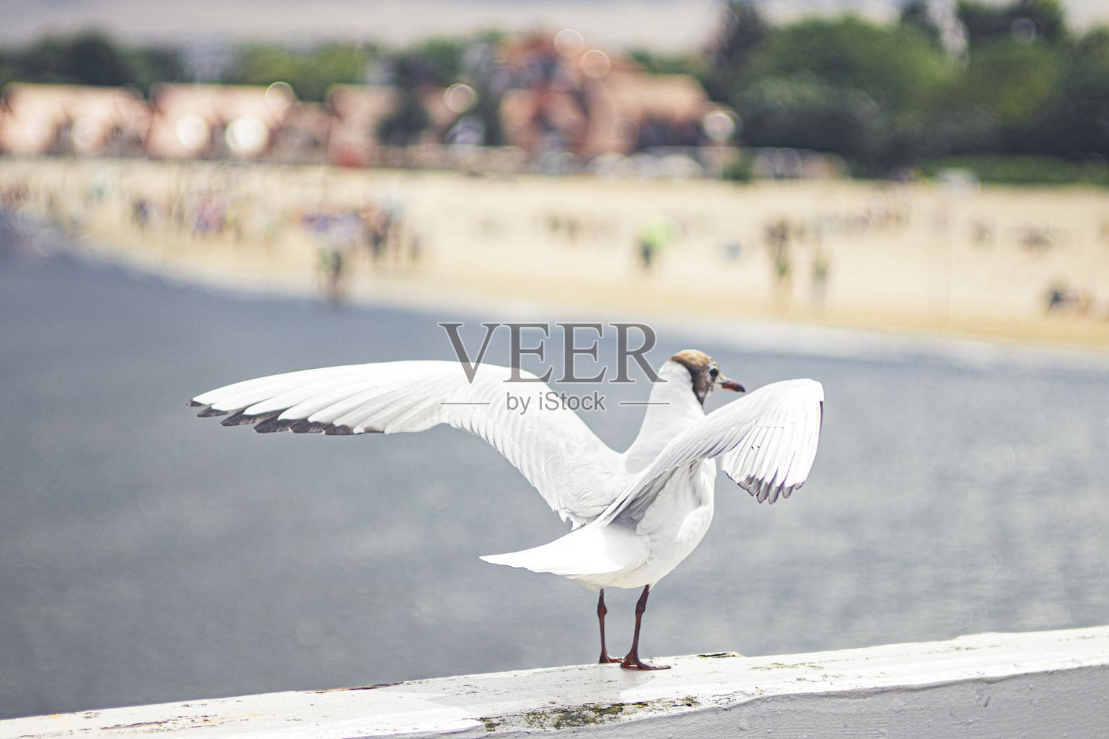 雄伟的海鸥在飞翔照片摄影图片